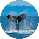 Abdulrahman A. profile picture